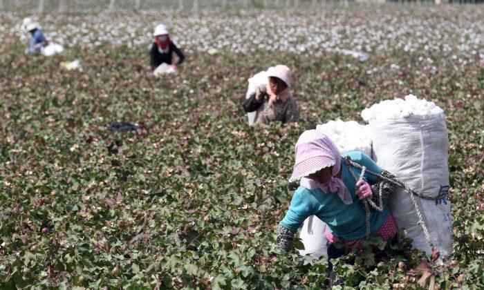 US Bars Imports of Cotton, Other Products Made With Forced Labor From Xinjiang