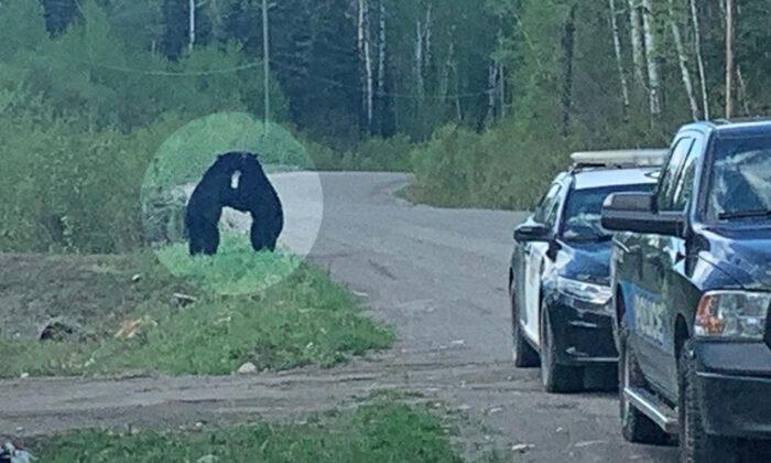 Police Officer Captures ‘Special’ Moment of 2 Black Bears Embracing on the Road