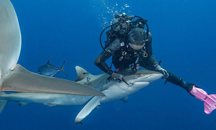 Female Diver Removes Fishing Hook Stuck in Shark’s Mouth: ‘It’s Such an Amazing Feeling’