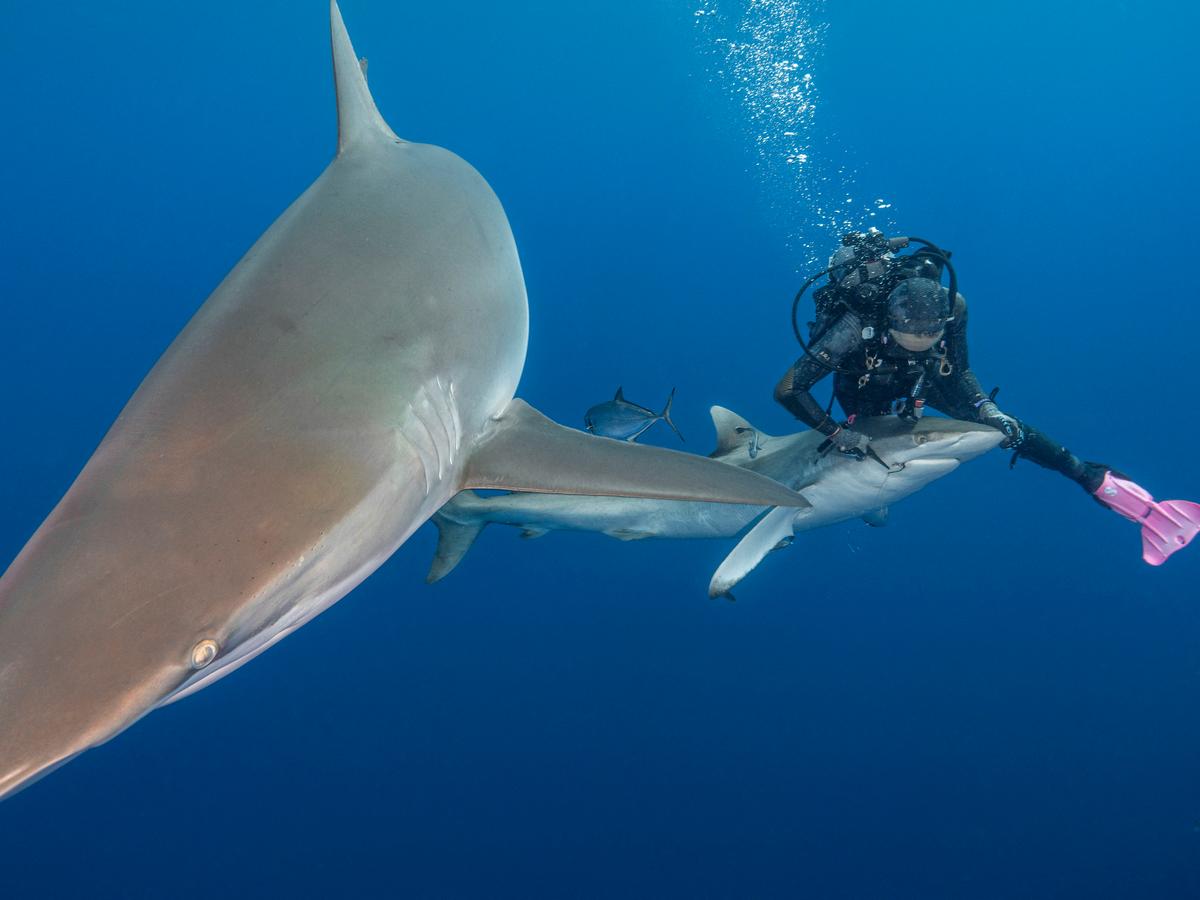 Terri Olah, 53, removes a hook from a shark's mouth. (Caters News)