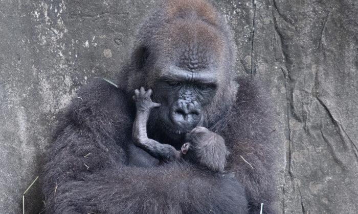A Critically Endangered Baby Gorilla Died Six Days After Being Born at Audubon Zoo
