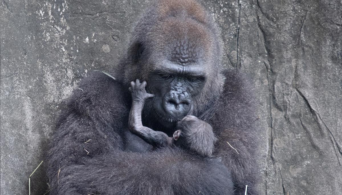 A Critically Endangered Baby Gorilla Died Six Days After Being Born at Audubon Zoo