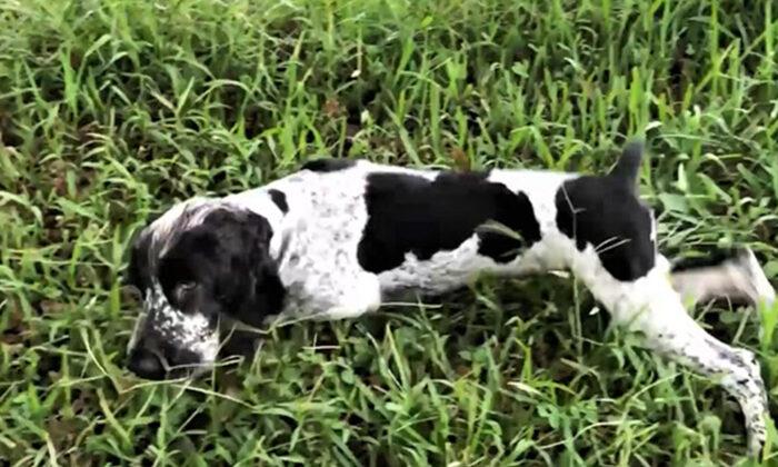 7-Month-Old Rescue Pup Born Missing Part of His Brain Gets a Second Chance at Life