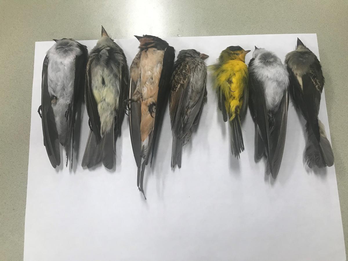 The number of dead birds is in the six figures, a university biologist says. (Courtesy of Martha Desmond/New Mexico State University)