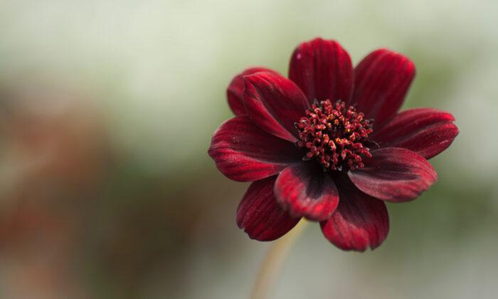Chocolate Cosmos Flowers Exude a Sweet Scent That Will Remind You of a Red Velvet Cake