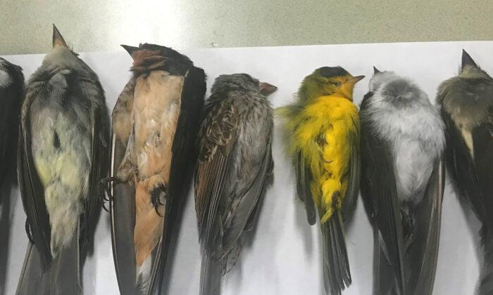 Hundreds of Thousands of Migratory Birds Have Been Found Dead in New Mexico