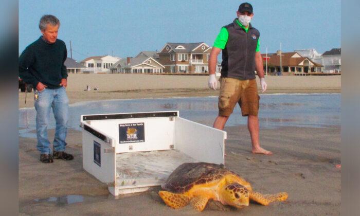 Once Near Death, Rescued Sea Turtles Are Released Back to the Ocean