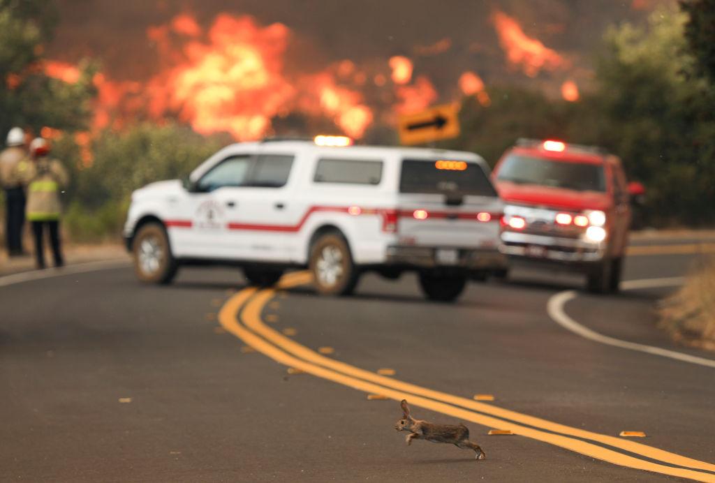 A rabbit crosses the road with flames from a brush fire along Japatul Road during the Valley Fire in Jamul, California, on Sept. 6, 2020. (SANDY HUFFAKER/AFP via Getty Images)