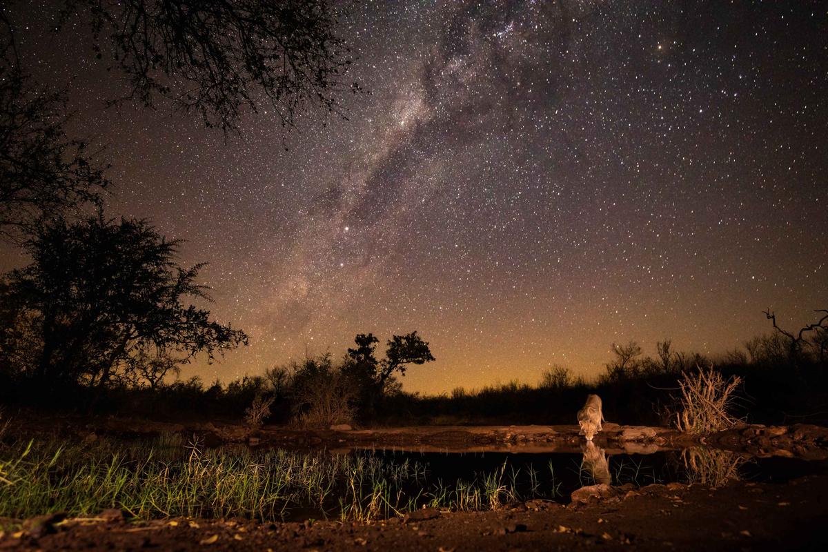 A stunning image captured by Villiers Steyn shows a lion drinking with the Milky Way shown in the night sky above. (Caters News)