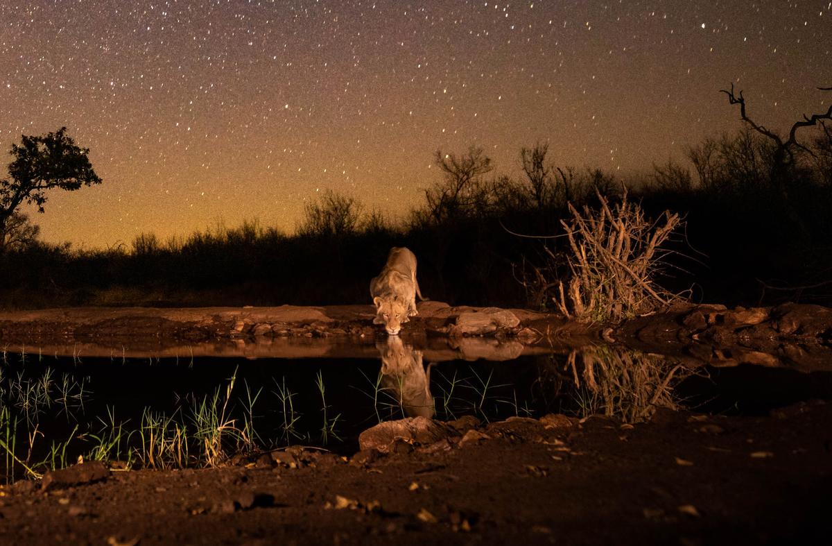 Detail showing the lion in the photo taken by Villiers Steyn (Caters News)