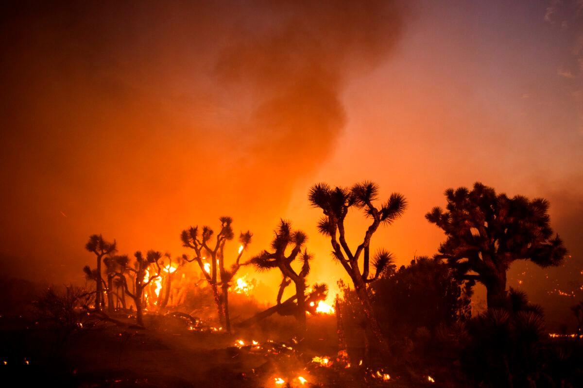 Joshua trees are consumed by the Bobcat Fire in Juniper Hills, Calif., on Sept. 18, 2020. (Ringo H.W. Chiu/AP Photo)