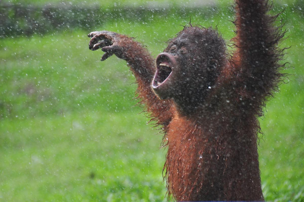 Adorable pictures show a rescued orangutan playing in the rain. (Caters News)