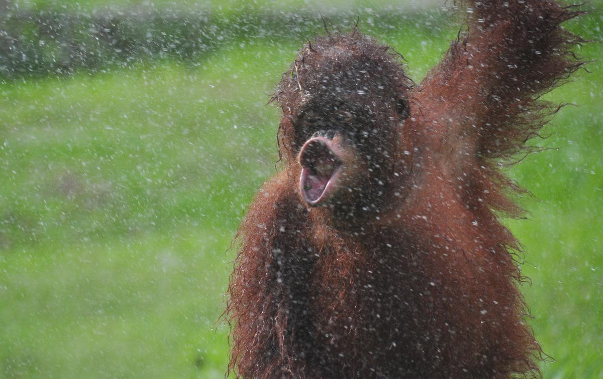 Bumi the orangutan makes funny faces during a photoshoot in the rain. (Caters News)