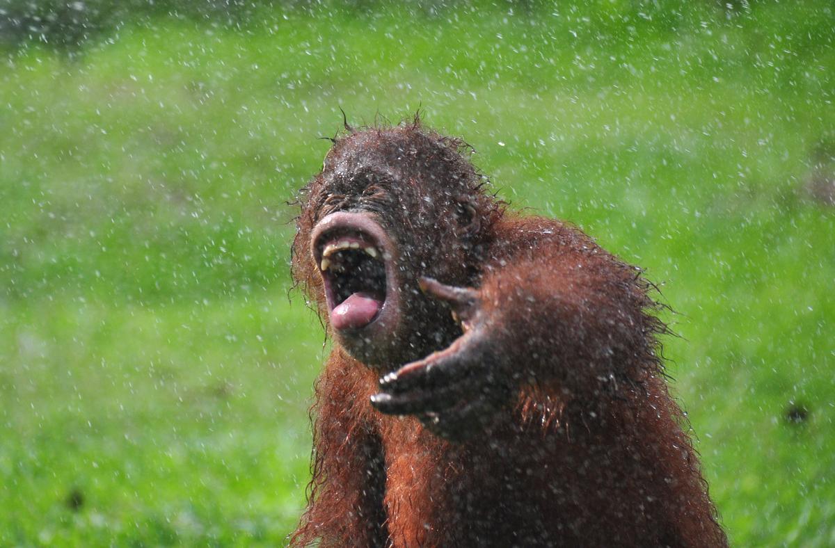 Bumi tries to catch rain drops on his tongue. (Caters News)