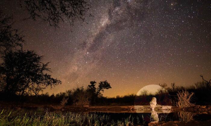 Photographer Captures Stunning Photo of Lion Taking a Drink Under the Milky Way in South Africa