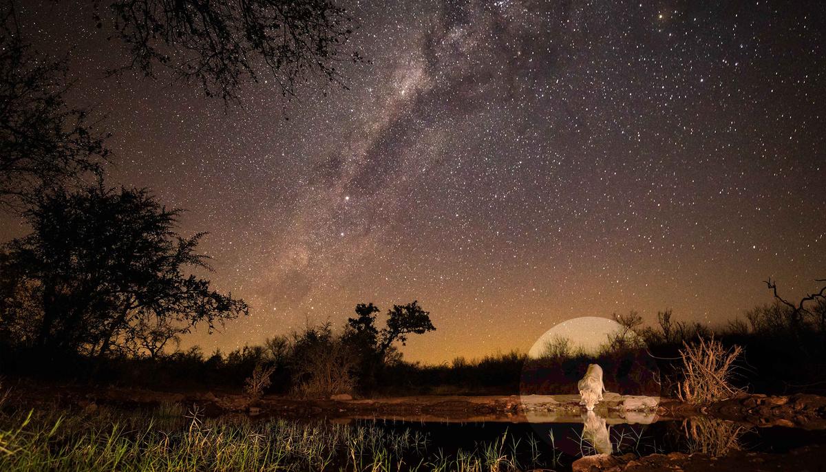 Photographer Captures Stunning Photo of Lion Taking a Drink Under the Milky Way in South Africa