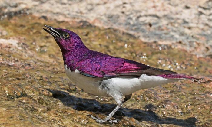 The Spectacular African ‘Amethyst’ Starling Looks Like a Living Gemstone With Wings