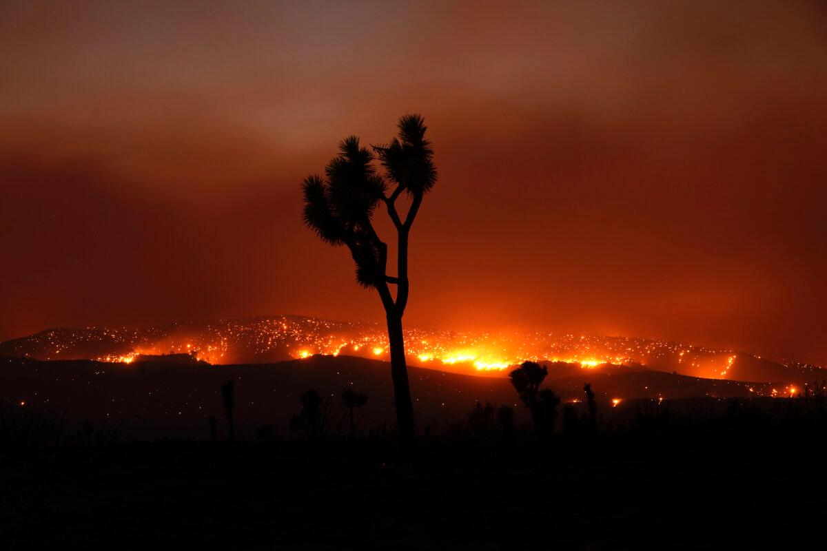 The Bobcat Fire burns in the distance beyond a Joshua tree, in Juniper Hills, Calif., on Sept. 19, 2020. (Marcio Jose Sanchez/AP Photo)
