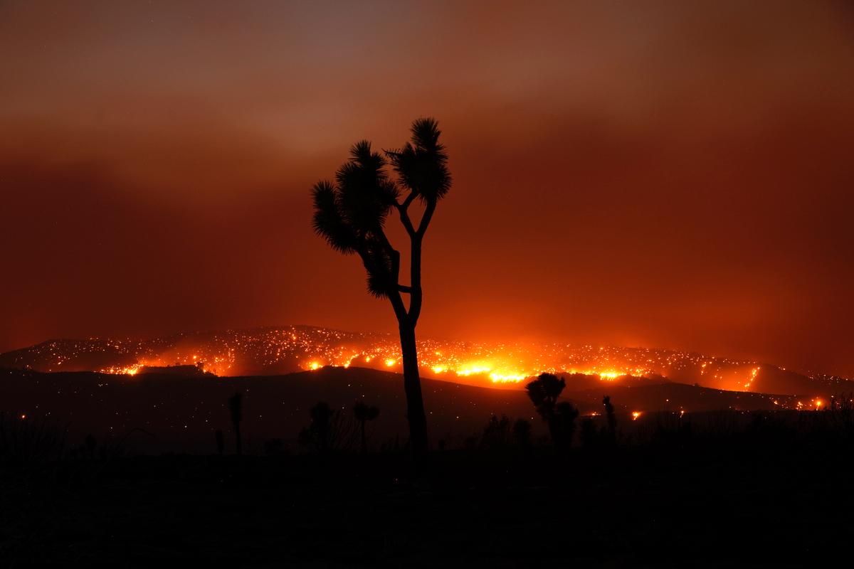 The Bobcat Fire burns in the distance beyond a Joshua tree, in Juniper Hills, Calif., on Sept. 19, 2020. (Marcio Jose Sanchez/AP Photo)