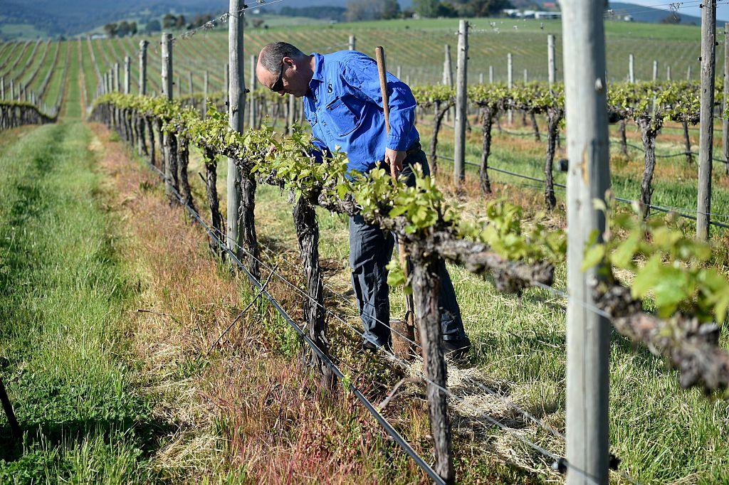 Grapevine Project Boost For Australian Wine Industry