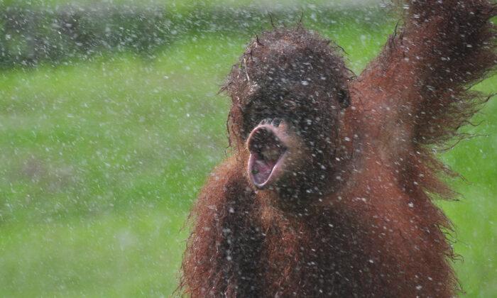 Photographer Captures Incredible Photos of Rescued Orangutan ‘Dancing in the Rain’