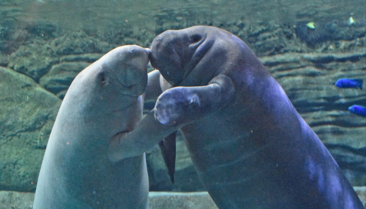 Two Rehabbed Cincinnati Zoo Manatees Head Home to Native Florida Waters