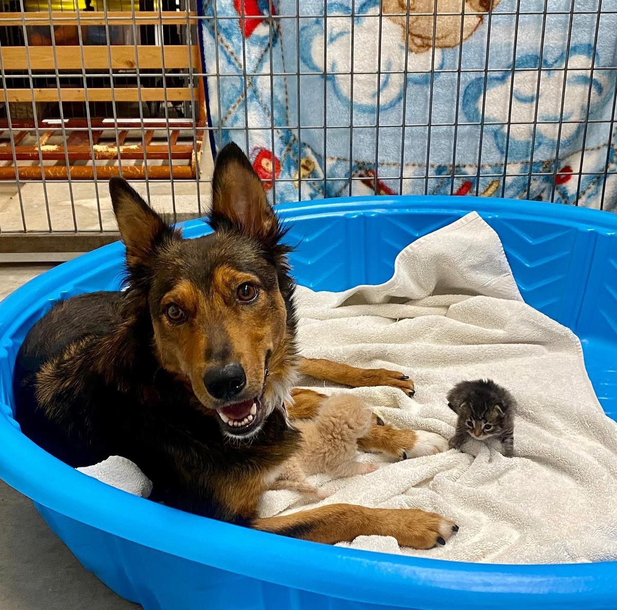 A happy Georgia with her adoptive babies. (Courtesy of <a href="https://www.facebook.com/sunshinedogrescue/">Sunshine Dog Rescue</a>)