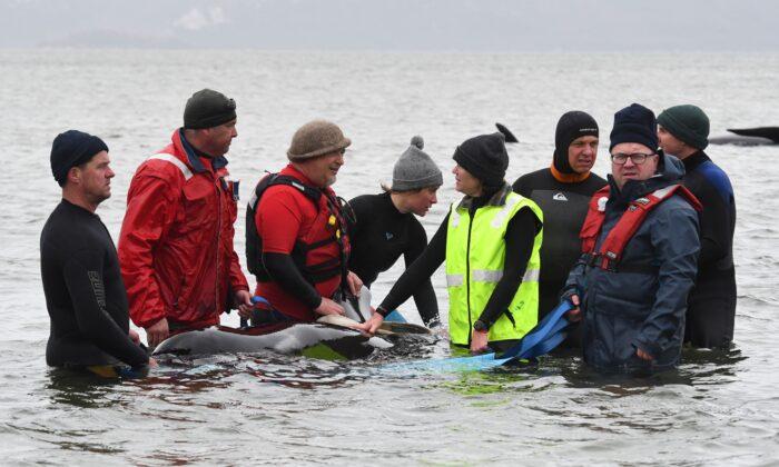 Social Pilot Whales Prone to Beaching