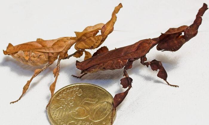 Meet the Ghost Mantis, an Elusive Species That Is Mistaken for a Dried Leaf