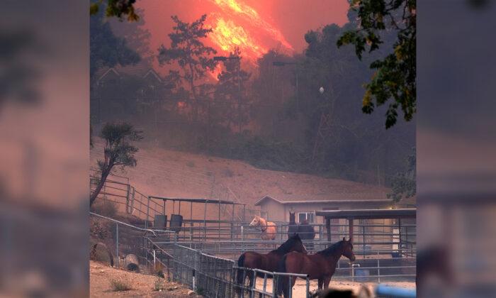 California Wildfires Destroyed Sanctuary for Abused Horses, but All Animals Survived