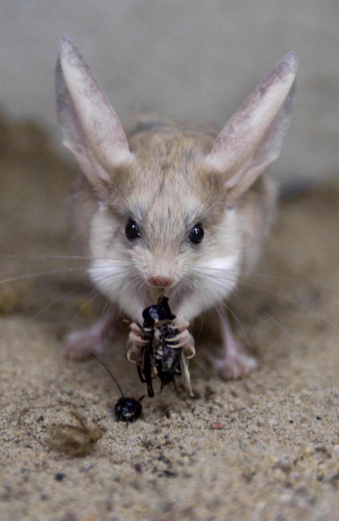 A long-eared jerboa of the zoo of Magdeburg eats an insect, June 14, 2004, in the eastern town of Halle, Germany. (JENS SCHLUETER/DDP/AFP via Getty Images)