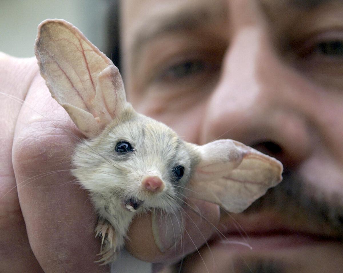 A keeper of the zoo of Magdeburg holds a long-eared jerboa, June 14, 2004, in the eastern town of Halle. (JENS SCHLUETER/DDP/AFP via Getty Images)