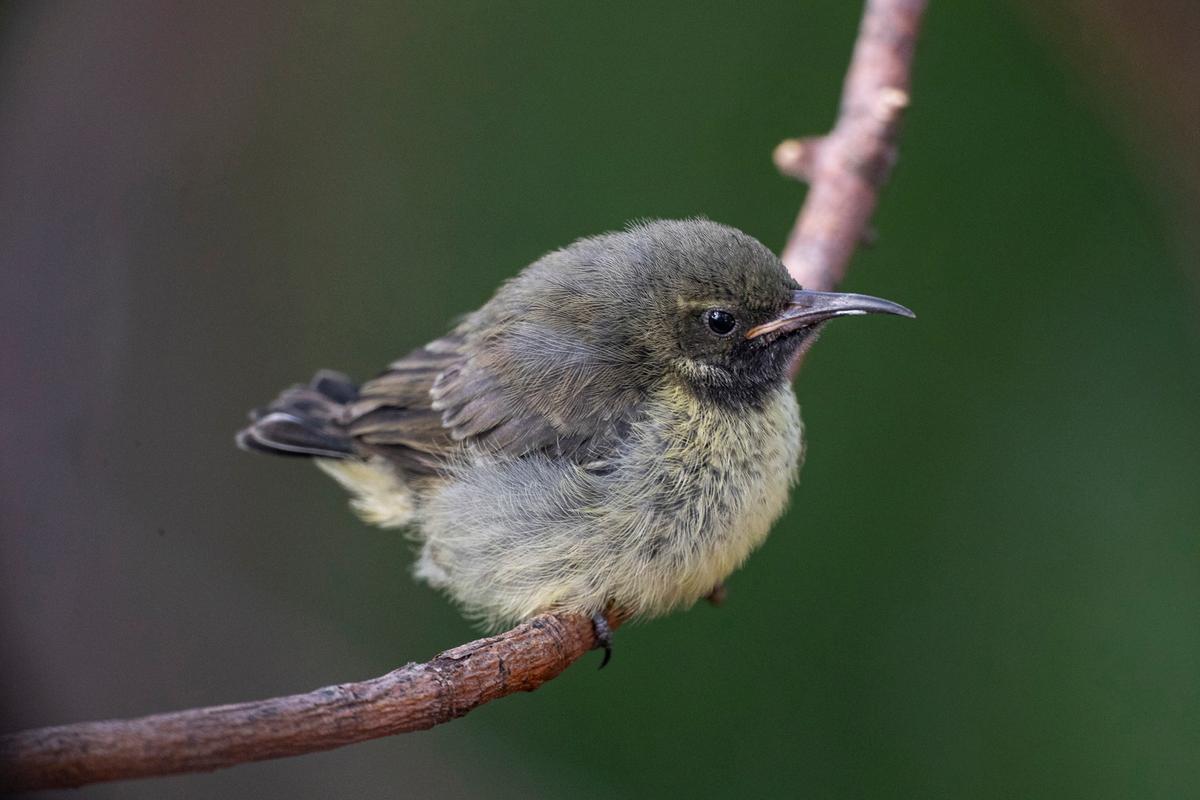 The fluffy male splendid sunbird chick at the San Diego Zoo, as pictured on Aug. 11, 2020. (<a href="https://zoo.sandiegozoo.org/pressroom/news-releases/splendid-sunbird-chick-successfully-reared-san-diego-zoo">Ken Bohn/San Diego Zoo Global</a>)
