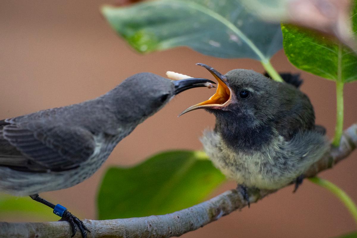 The splendid sunbird chick being fed by its mother at the San Diego Zoo's Conrad Prebys Africa Rocks Aviary, as pictured on Aug. 11, 2020. (<a href="https://zoo.sandiegozoo.org/pressroom/news-releases/splendid-sunbird-chick-successfully-reared-san-diego-zoo">Ken Bohn/San Diego Zoo Global</a>)