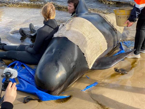 Whale rescue efforts take place at Macquarie Harbour in Tasmania, Australia Sept. 22, 2020. (Bilal Rashid via Reuters)