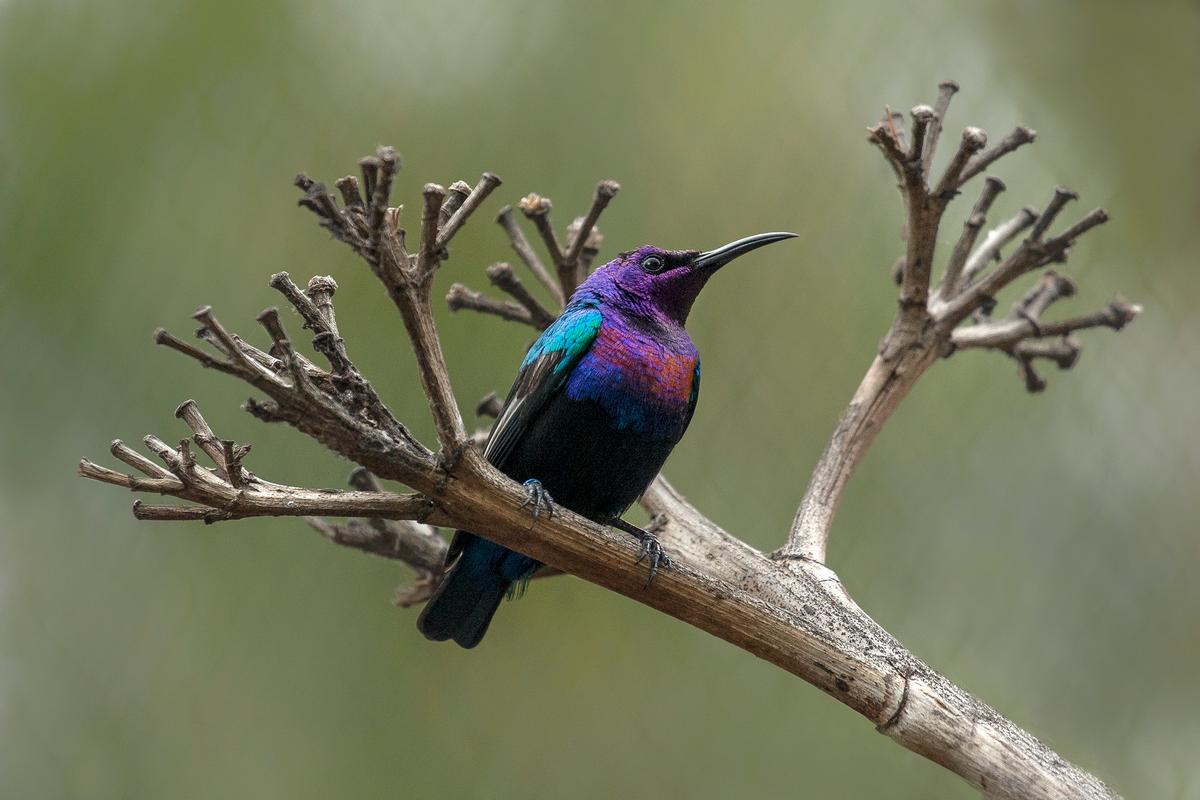 The adult male splendid sunbird at the San Diego Zoo, demonstrating how the species got its name, as pictured on March 16, 2018. (<a href="https://zoo.sandiegozoo.org/pressroom/news-releases/splendid-sunbird-chick-successfully-reared-san-diego-zoo">Tammy Spratt/San Diego Zoo Global</a>)