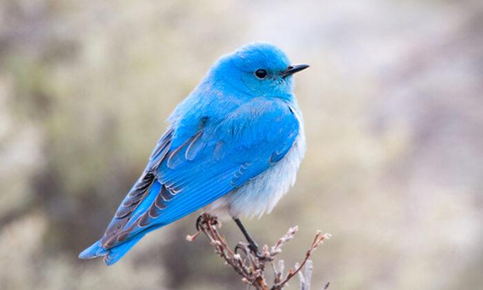 Beautiful Mountain Bluebirds Are the BLUEST of All Bluebirds–and They’re on the Rise