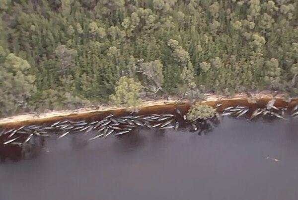 In this image made from aerial video shows numerous stranded whales along the coastline on Sept. 23, 2020, near the remote west coast town of Strahan on the island state of Tasmania, Australia. (Australian Broadcast Corporation via AP)