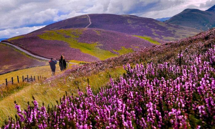 Spectacular Images Depict Beautiful Heather Blooms Across Picturesque Landscape in Scotland