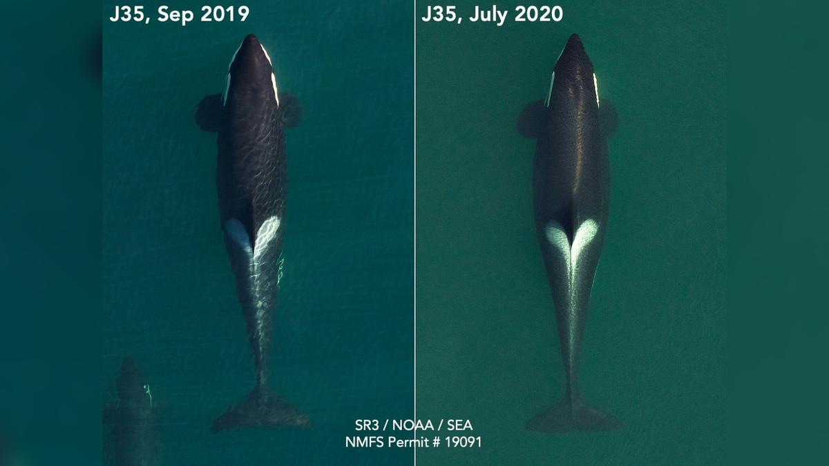 Aerial images of Tahlequah taken in September 2019 (L) and July 2020 (R) show her progression through pregnancy (Courtesy of SR3)