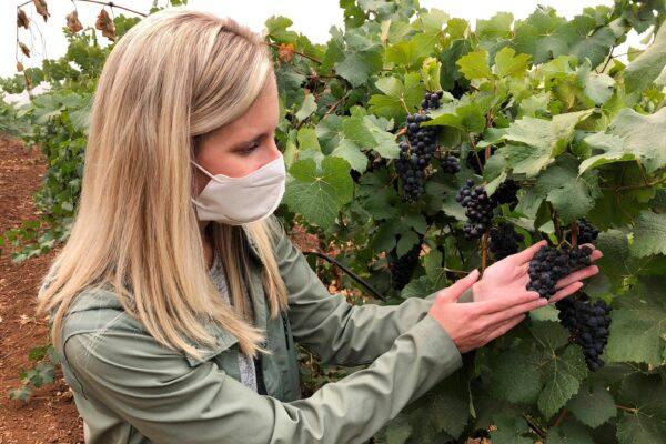 Christine Clair, winery director of Willamette Valley Vineyards, examines a cluster of pinot noir grapes at the winery's estate vineyard in Turner, Ore., on Sept. 17, 2020. (Andrew Selsky/AP Photo)