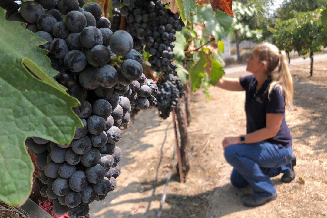 Wildfires Taint West Coast Vineyards With Taste of Smoke