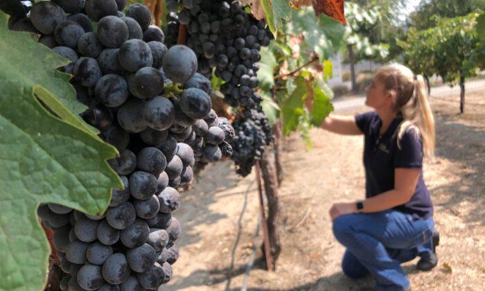 Wildfires Taint West Coast Vineyards With Taste of Smoke