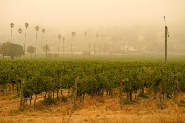 Smoke and haze from wildfires hovers over a vineyard in Sonoma, Calif., on Sept. 10, 2020. (Eric Risberg/AP Photo)