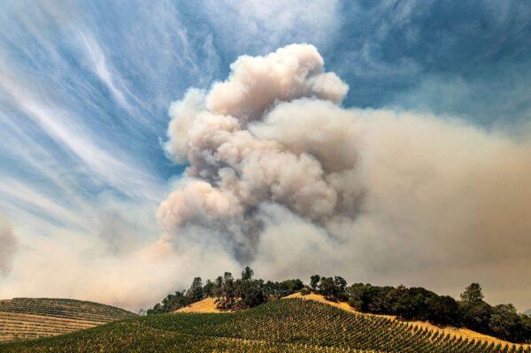 A plume rises over a vineyard as the Hennessey Fire burns, in unincorporated Napa County, Calif., on Aug. 18, 2020. (Noah Berger/AP Photo)