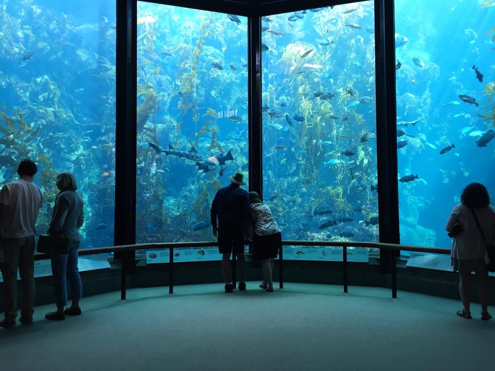 The Monterey Bay Aquarium showcases over 550 species, many of them native to California. (photocritical/Shutterstock)