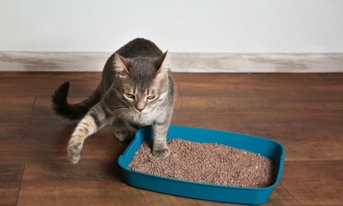 3 Reasons Not to Toilet Train Your Cat