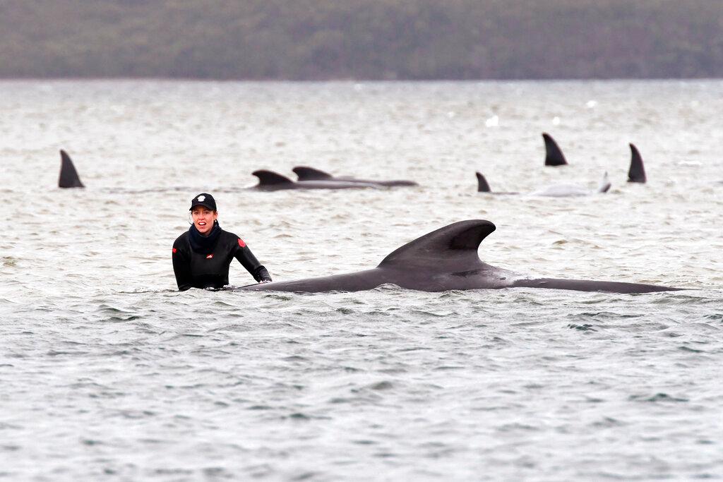 A member of a rescue crew stands with a whale on a sand bar near Strahan, Australia, Tuesday, Sept. 22, 2020. (Brodie Weeding/Pool Photo via AP)