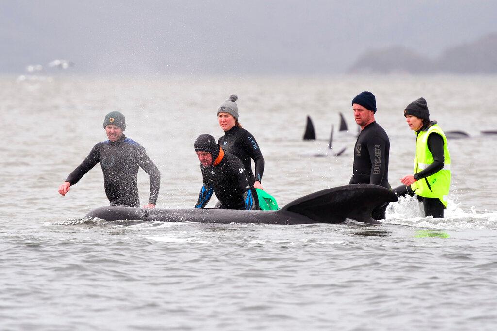 Members of a rescue crew stand with a whale on a sand bar near Strahan, Australia, on Sept. 22. More pilot whales were found stranded on an Australian coast Wednesday, Sept. 23, raising the total to almost 500 in the largest mass stranding ever recorded in the island state of Tasmania. (Brodie Weeding/Pool Photo via AP)