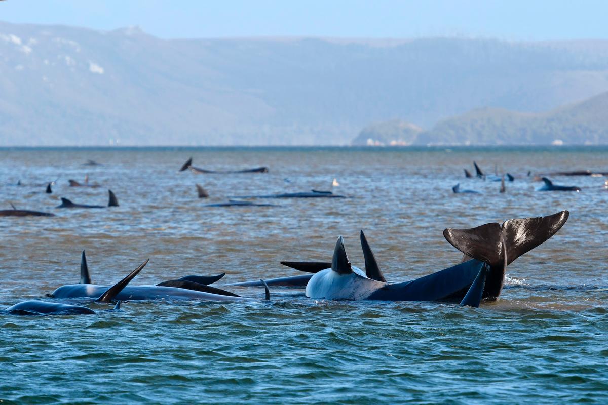 Pilot whales lie stranded on a sandbar near Strahan, Australia, Monday, Sept. 21, 2020. (Brodie Weeding/Pool Photo via AP)